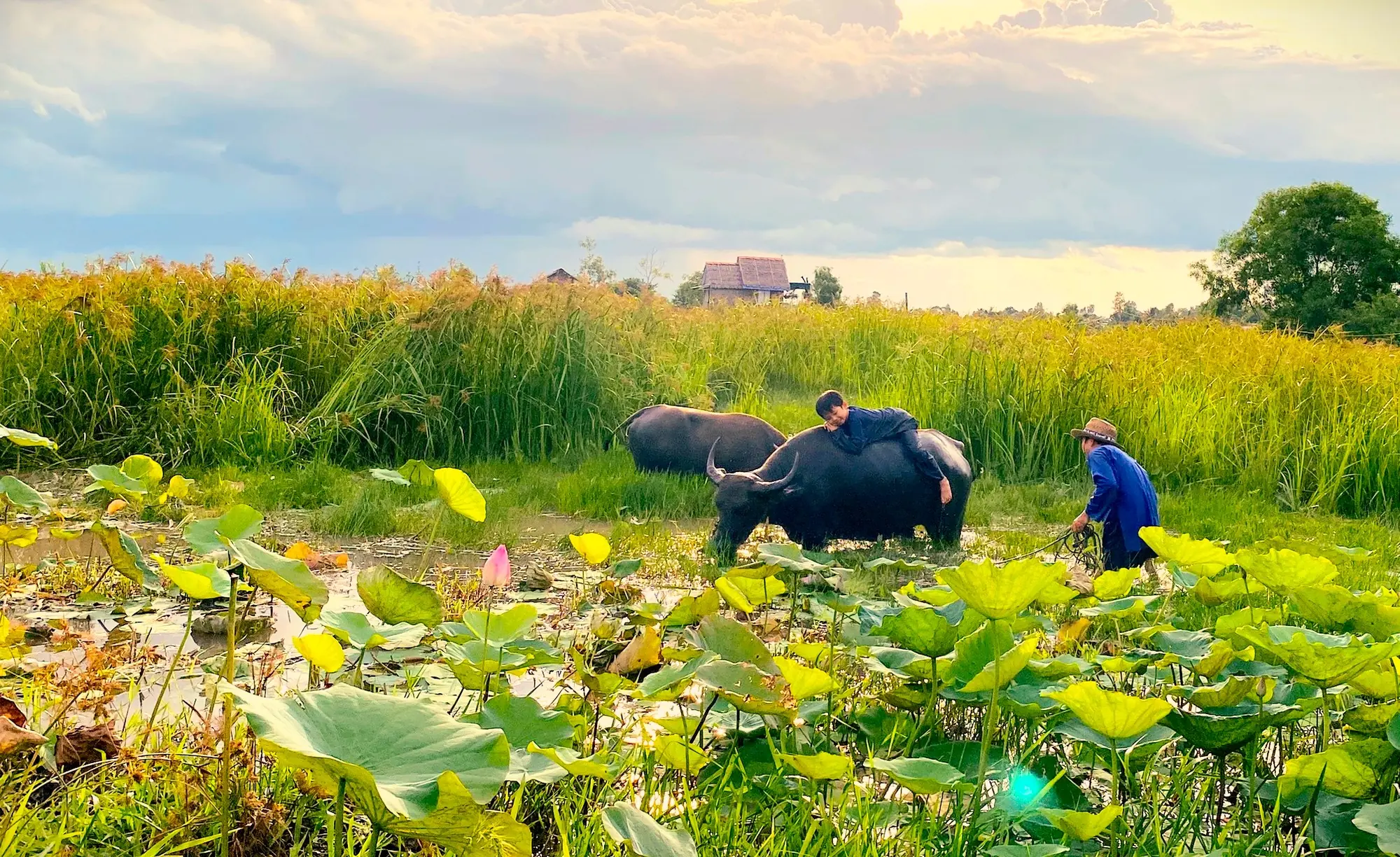 Water buffalo among lotus plants in the wetland landscape of Việt Mekong Farmstay